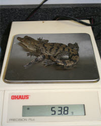 Crocodile hatchling on a scale