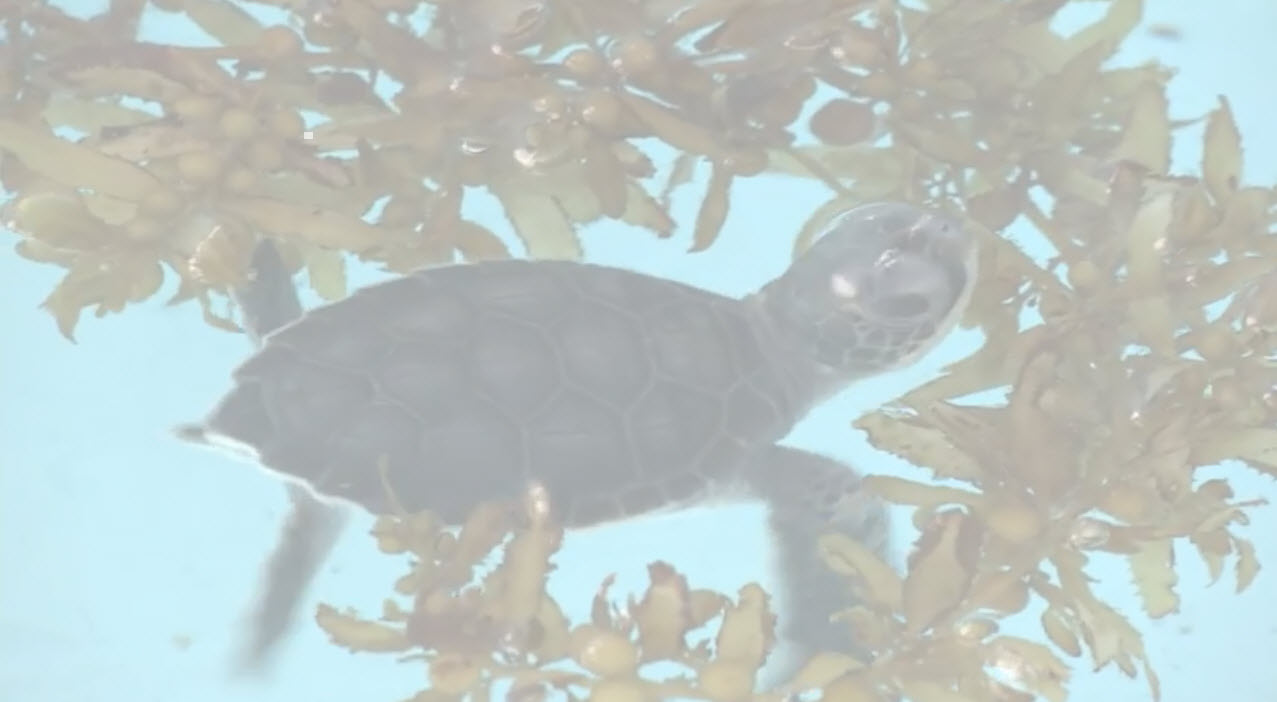 turtle nesting video image