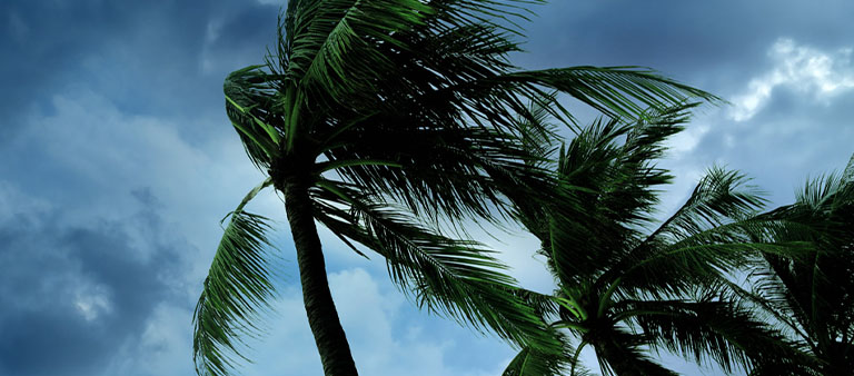 palm trees blowing in stormy weather