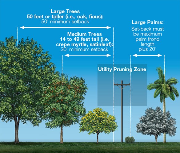tree setback diagram