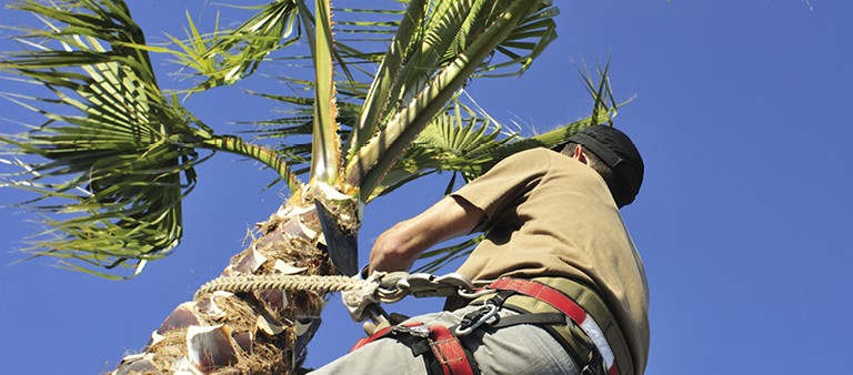 man trimming palm tree